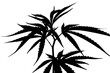 cannabis leaf black silhouette isolated white background vector illustration