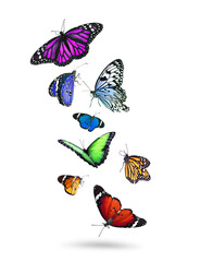 Poster - Many beautiful flying colorful butterflies on white background