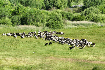 Cow in field. Cows graze on field with green grass at farm. Aerial view of a farm field with cow grazes eating grass to make fresh milk. Floating farms in field. Cows on sunrise. Cow and bull, bulls.