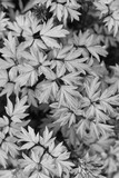 Fototapeta Perspektywa 3d - black and white leaves