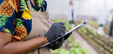 Portrait Happy Sme Owner African Woman Work With Clipboard Gardening Vegetable Farm, Nursery Worker Planting In Organic Farm, Startup Small Business Sme Owner, Black Farmer, Fresh Vegan Food Concept