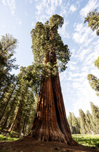 Sequoia Tree In Sequoia National Park, California 