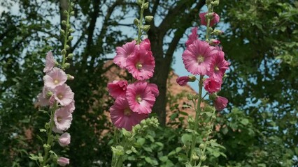 Wall Mural - Tree blooming pink and red hollyhock plants waving in the wind against a background with trees and blue sky in summer