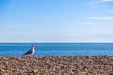 A Lone Seagull Walks Along The Pebbly Beach