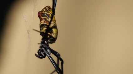 Macro pedestal shot of yellow black colored Spider relaxing in web net