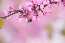 Bee On Pink Redbud Tree Flowers  In Srping Collectin Honey