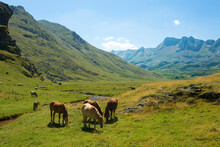 Horses And Cows Grazing In A Small Valley Between Mountains Crossed By A Meandering River