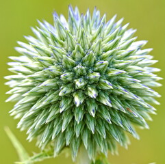 Wall Mural - Echinops flower in the meadow in the summer