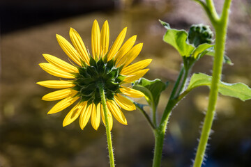 Wall Mural - sunflower back view just beautiful
