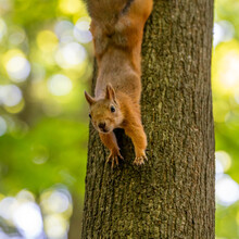 Cute And Funny Red Squirrel Says Hello And And Waves It Paw In The Forest With Bright Blue And Green Bokeh Background