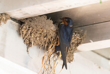 Barn Swallow (Hirundo Rustica) At Nest