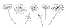 Set With Black And White Chamomile Flowers And Leaves. Collection With Floral Linear Design Elements