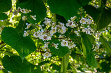 Common Catalpa Flowers - Latin Name - Catalpa Bignonioides .