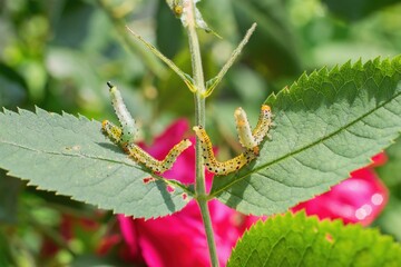 Wall Mural - Group of small caterpillars damaging rose flower leaves in the garden.