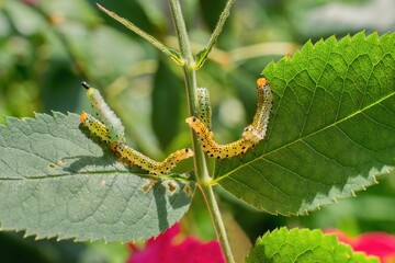 Wall Mural - Group of small caterpillars damaging rose flower leaves in the garden.