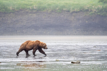 Canvas Print - Alaskan brown bear walking across mud flat at McNeil River.