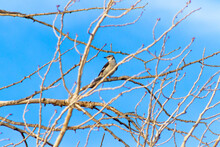 A Northern Mockingbird Perched On A Bare Tree Branch