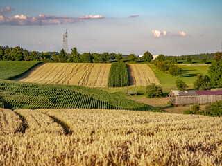 Wall Mural - Getreideanbau im Sommer