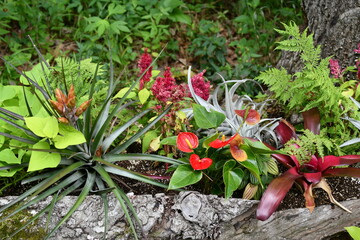 Canvas Print - Tropical Flower Garden