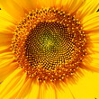 The Helianthus sunflower is a genus of plants in the Asteraceae family. Annual sunflower and tuberous sunflower. Agricultural field. Blooming bud with yellow petals. Furry leaves. Serbia agriculture
