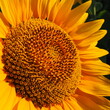 The Helianthus sunflower is a genus of plants in the Asteraceae family. Annual sunflower and tuberous sunflower. Agricultural field. Blooming bud with yellow petals. Furry leaves. Serbia agriculture