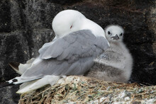 Gull And Young