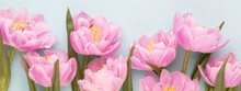 Pink Tulip Flower On Pastel Background.