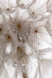 Fototapeta Dmuchawce - Abstract dandelion macro flower background. Seed macro closeup. Soft focus
