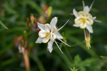 Canvas Print - Close up on the flowers of Aquilegia vulgaris (European columbine, common columbine, granny's nightcap, granny's bonnet)