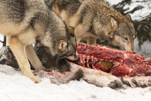Two Grey Wolves (Canis Lupus) Nose In To Body Of White-Tail Deer Winter