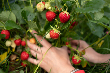 Poster - Gardening and agriculture concept. Female farm worker hand harvesting red fresh ripe organic strawberry in garden. Vegan vegetarian home grown food production. Woman picking strawberries in field