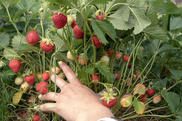 Poster - Gardening and agriculture concept. Female farm worker hand harvesting red fresh ripe organic strawberry in garden. Vegan vegetarian home grown food production. Woman picking strawberries in field