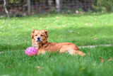 Fototapeta Tęcza - Brown mixed breed dog.