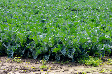 Wall Mural - Green vegetables in countryside farmland, Cabbage comprising several cultivars and leafy green, Biennial plant grown as an annual vegetable crop for its dense-leaved heads, Agriculture in Netherlands.