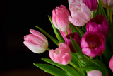 Fototapeta Tulipany - Copyspace with a bunch of colorful tulip flowers against a black background. Closeup of beautiful flowering plant with pink petals and green leaves blooming and blossoming. Bouquet for valentines day