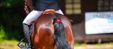 Horse From Behind In The Tournament, Close-up Red Bow In The Tail, Attention Horse Kicks..