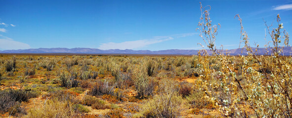 Dry highland savanna on a sunny day in South Africa with a copyspace and sky background. An empty landscape of dry, barren grassland and sharp, thorny bushes and copy space. An open field of shrubs