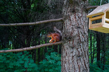 A Red Squirrel Is Sitting On A Branch Of A Tree, Holding A Nut And Looking Into The Distance. The Thoughtful Animal With The Fluffy Gray Tail Is Taking A Breather After The Tedious Gnawing Of Shells.