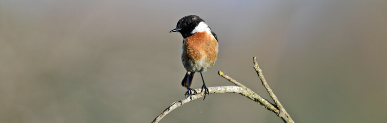 Wall Mural - European stonechat // Schwarzkehlchen (Saxicola rubicola)