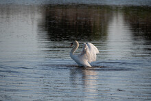 Graceful Mute Swan Cygnus Olor On Lake With Wings Spread Open Showing Full Detail And Beauty Of Wings