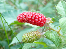 Organic Juicy Fresh Blackberries On A Branch And Blurred Green Leaves. Bush With Beautiful Ripening Blackberry Berries.