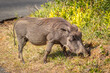 Common warthog ( Phacochoerus Africanus), iSimangaliso Wetland Park, South Africa.