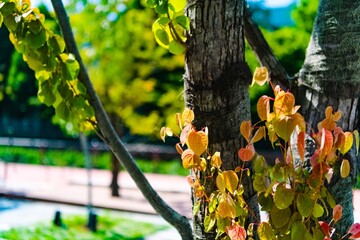 Canvas Print - tree in the park