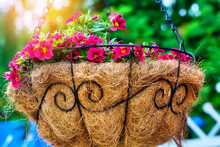 Red Flowers In Decorative Straw Pot Hang On Chain In Street. Colorful Background. Landscaping And Landscaping Of Territory.
