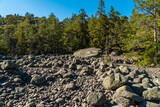 Fototapeta Natura - Russia. June 7, 2022. A stone river of boulders on the island of Gogland in the Gulf of Finland.