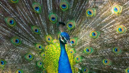 Peacok displaying its beautiful feathers