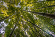 Bambuswald von unten