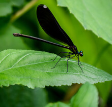 Close-up Of A Ebony Jewelwing Damselfly That Is Resting On A Plant Leaf In The Forest On A Bright Sunny Day In June With A Blurred Background.