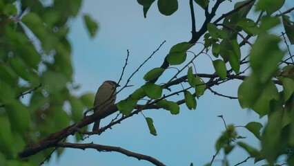 Poster - A sparrow is sitting on a tree branch