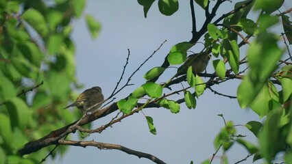 Poster - A sparrow is sitting on a tree branch